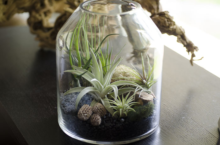 Artizan Terrarium Kit picture