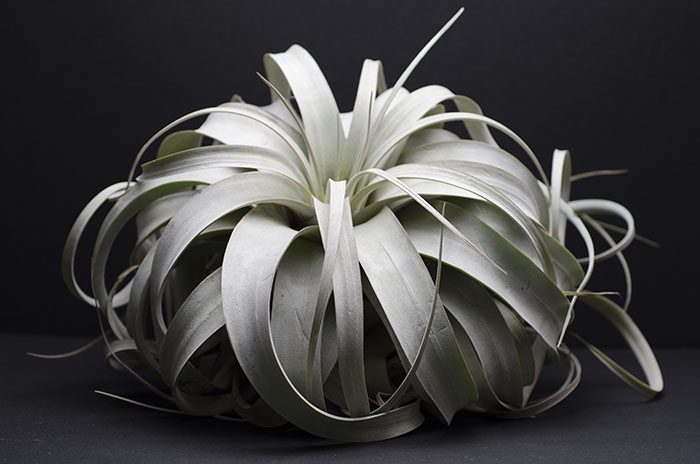 Xerographica - Large picture