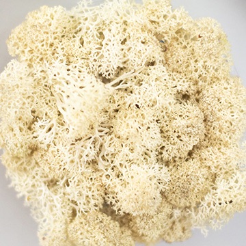 Preserved Reindeer Moss - Natural, Ivory picture
