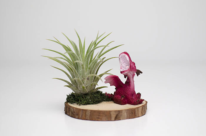 Roaring Baby Dragon Arrangement - Red picture