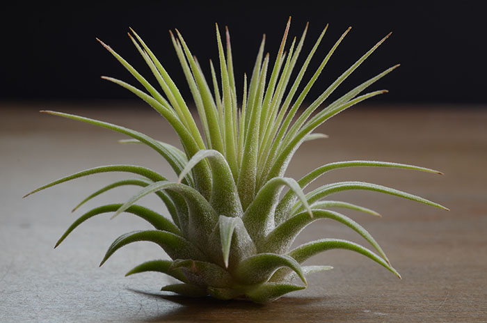 Ionantha Rubra - 3 Pack picture