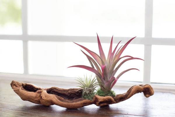 Air Plant Grapevine Wood Arrangement - Small picture