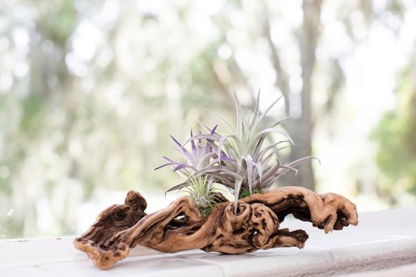 Air Plant Grapevine Wood Arrangement - Medium picture