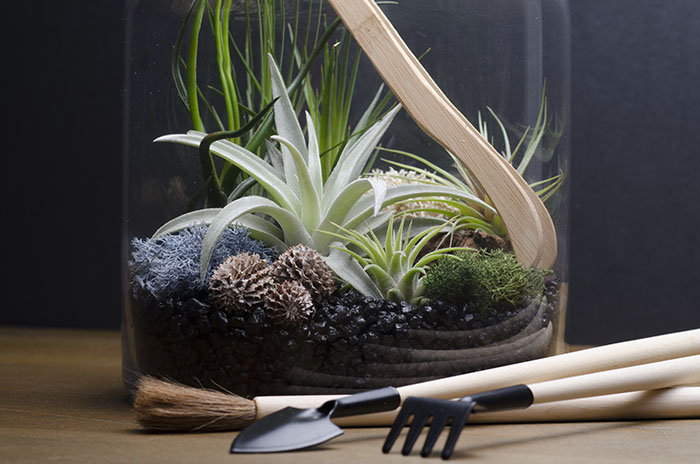 Artizan Terrarium Kit picture