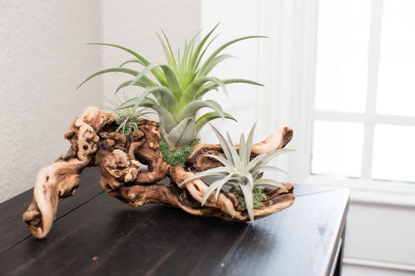 Air Plant Grapevine Wood Arrangement - Medium picture