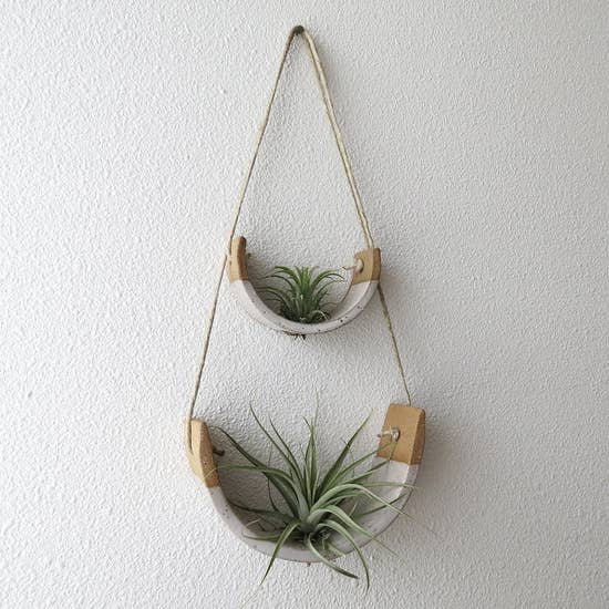 Air Plant Cradle "Buff" Small - With Plant picture