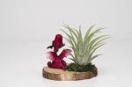 Roaring Baby Dragon Arrangement - Red