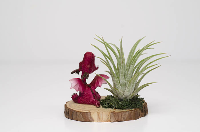 Roaring Baby Dragon Arrangement - Red picture