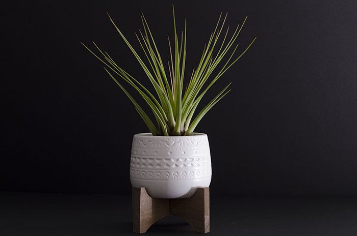 Mayan Planter - With Plant picture