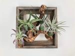 Framed Air Plant Garden