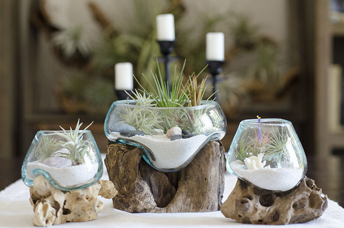 Root and Blown Glass Terrarium - Medium picture