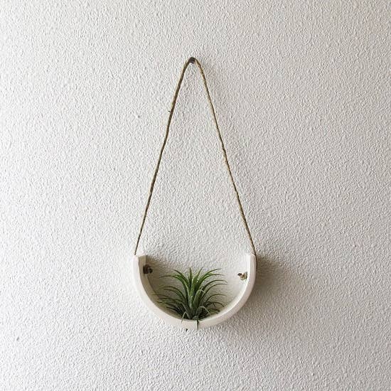 Air Plant Cradle "White" - Small - With Plant picture