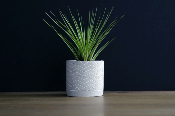 Concrete Planter "Chevron" - With Plant picture