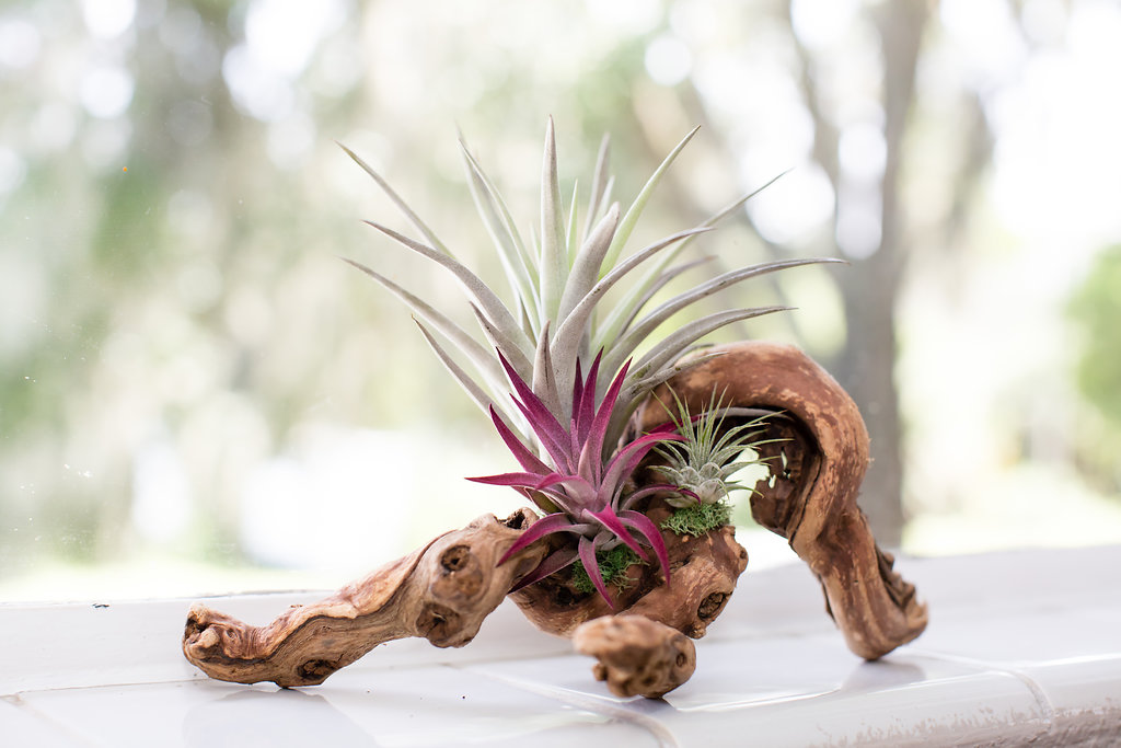 Air Plant Grapevine Wood Arrangement - Medium picture