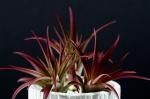 3 Abdita Air Plants - Tinted Red