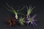 Air Plant Mix - Color - 5 Pieces