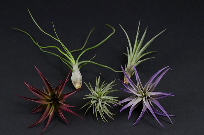 Air Plant Mix - Color - 5 Pieces picture