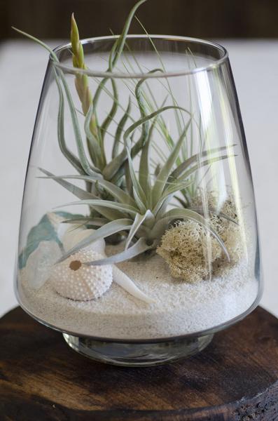 Seaside Terrarium Kit picture