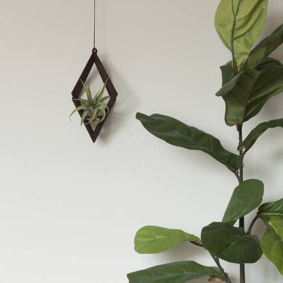 Diamond Walnut Tillandsia Hanger - With Plant picture