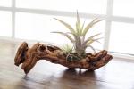 Air Plant Grapevine Wood Arrangement - Small