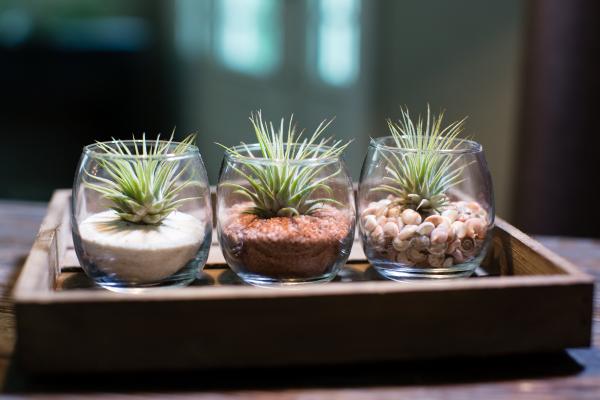 3 Pack Tiny Terrarium Kit - With Plants