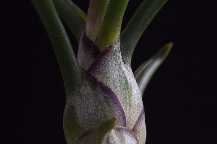 Air Plant 3 Pack - Wild Variety picture