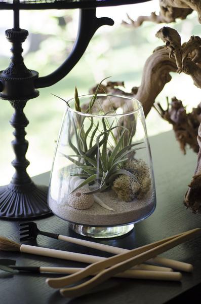 Seaside Terrarium Kit picture