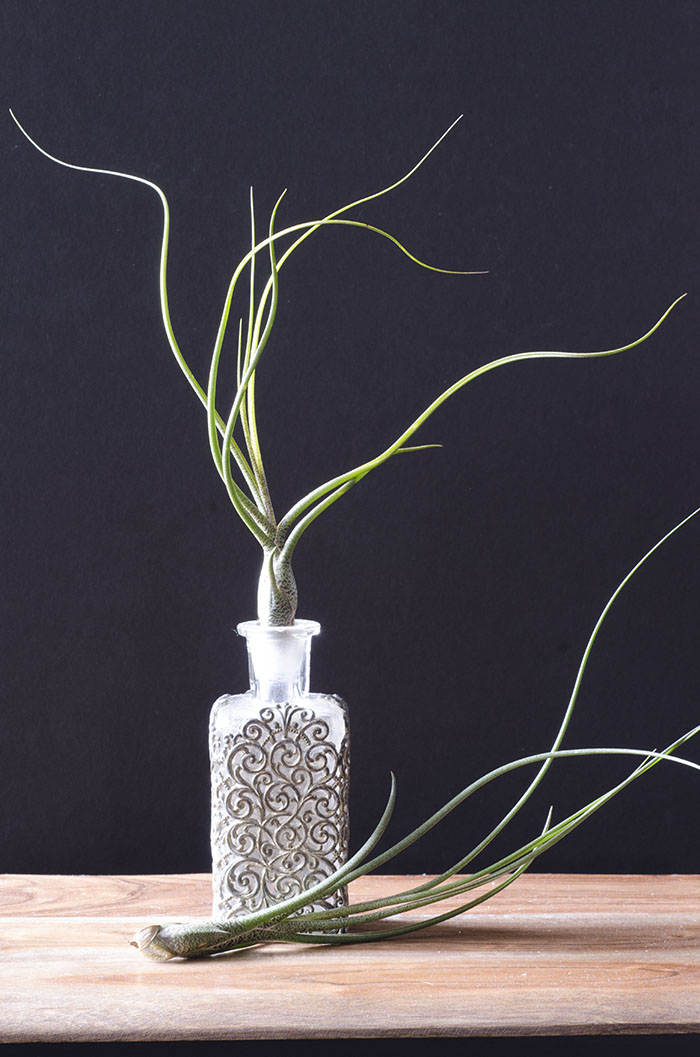 Air Plant 3 Pack - Wild Variety picture