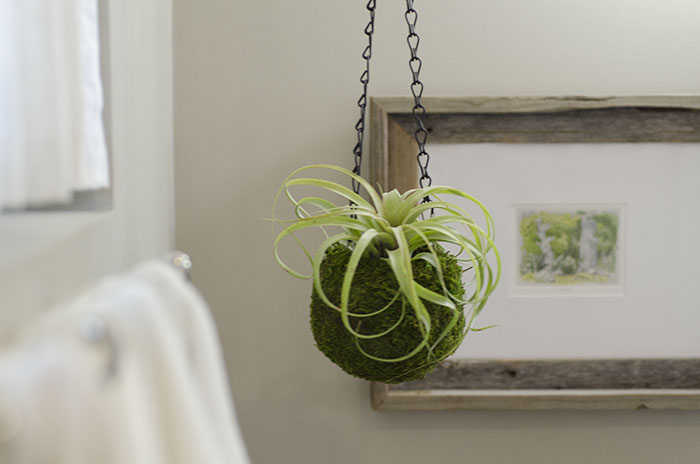 Kokedama Planter - With Plant picture