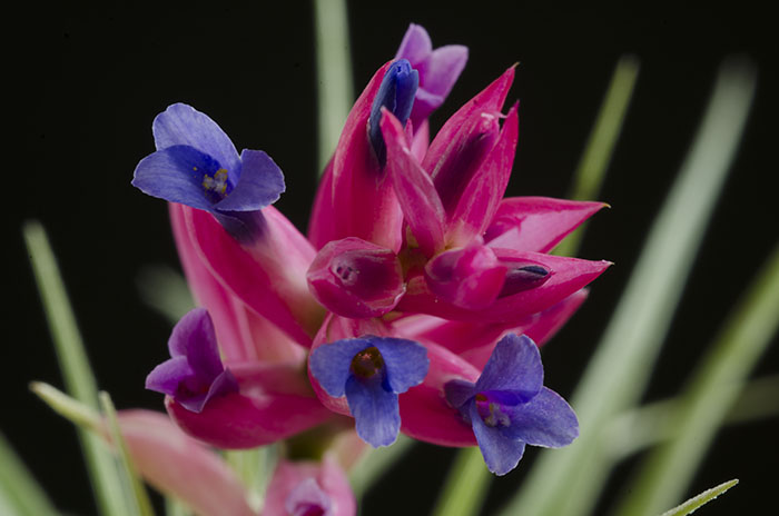 3 Blooming Stricta Air Plants picture