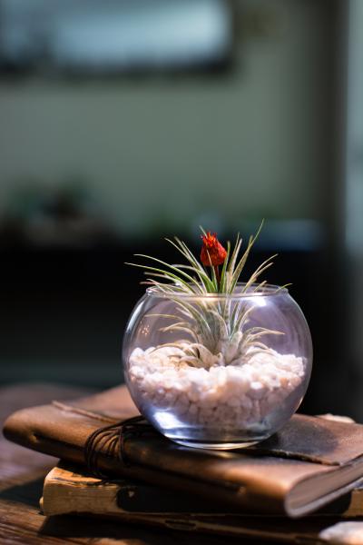 Dried Red Bud Terrarium - Small - With Plant/White Rocks picture