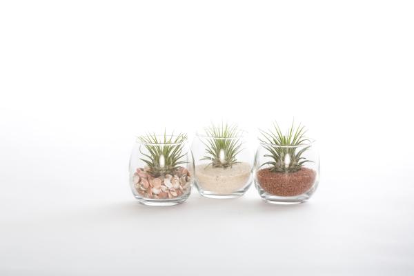 3 Pack Tiny Terrarium Kit - With Plants picture
