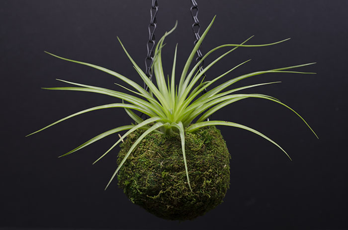 Kokedama Planter - With Plant picture