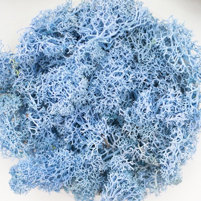 Preserved Reindeer Moss - Blue Lavender picture