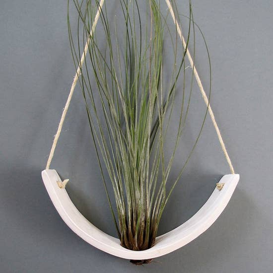 Air Plant Cradle "White" Large - With Plant picture