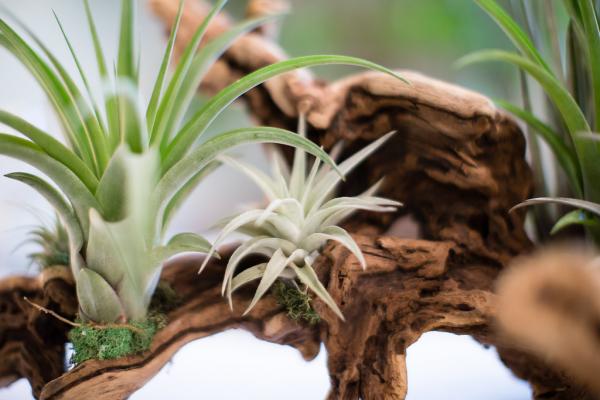 Air Plant Grapevine Wood Arrangement - Large picture