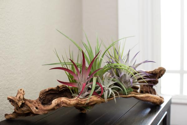 Air Plant Grapevine Wood Arrangement - Large picture