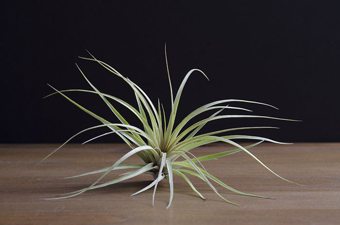 3 Blooming Stricta Air Plants picture