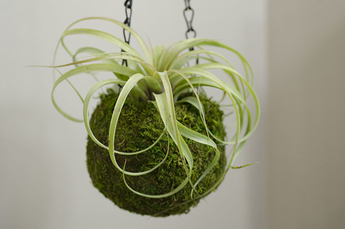 Kokedama Planter - With Plant picture