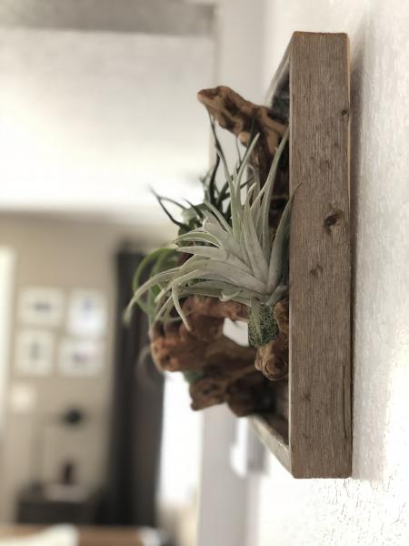 Framed Air Plant Garden picture