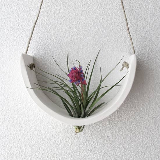 Air Plant Cradle "White" Large - With Plant picture