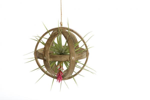 Wood Sphere Air Plant Hanger -  With Plant picture