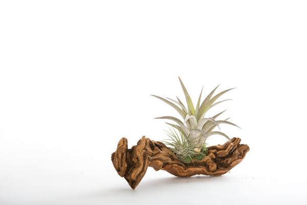 Air Plant Grapevine Wood Arrangement - Small picture