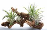 Air Plant Grapevine Wood Arrangement - Large