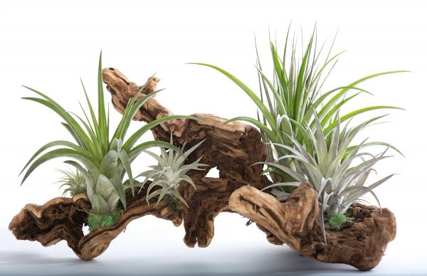 Air Plant Grapevine Wood Arrangement - Large picture