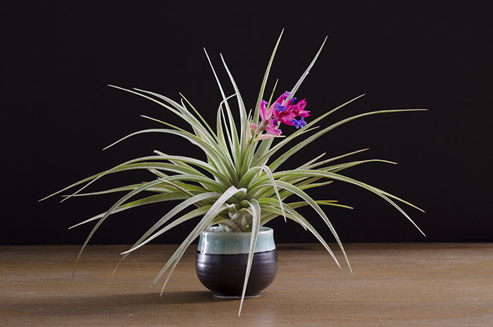 3 Blooming Stricta Air Plants picture