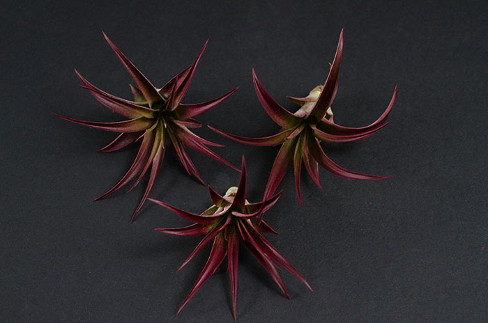 3 Abdita Air Plants - Tinted Red picture