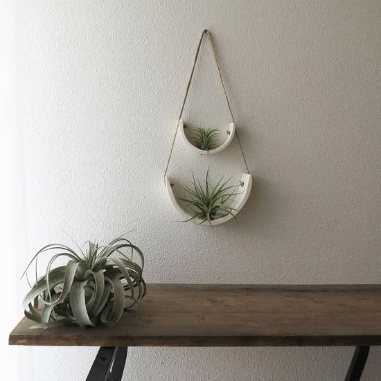 Air Plant Cradle "White" Large - With Plant picture