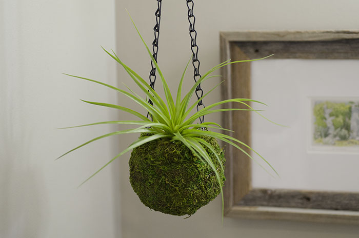 Kokedama Planter - With Plant picture