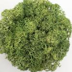 Preserved Reindeer Moss - Dark Green